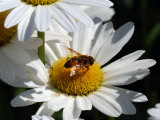 Flower Fly Drinking Nectar from a Daisy, Belmont, Massachusetts, USA