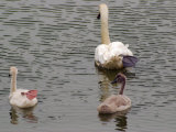 Mother Mute Swan and 2 Cygnets Swimming, Two are Holding One Foot Up, Providence, Rhode Island