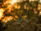 Leopard Rests in the Safety of a Rock Outcrop as Evening Descends, Mombo, Okavango Delta, Botswana