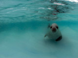 Buy Crabeater Seal in Chilly Antarctic Waters, Antarctic Peninsula, Antarctica at AllPosters.com