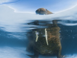 Buy Atlantic Walrus Bull Resting on a Piece of Multiyear Ice, Foxe Basin, Nunavut, Canada at AllPosters.com