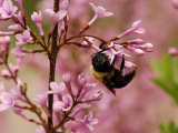 Bumblebee Visiting Lilac Flowers, Jamaica Plain, Massachusetts, USA