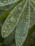Buy Early Morning Ice Forms on Lupine Plants in Meadow, Stanislaus National Forest Reserve, California at AllPosters.com