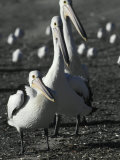 Group of Australian White Pelicans Patrolling a Beach at Sunset