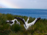 Wandering Albatross Males Try to Impress a Female with Displays
