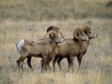 Four Bighorn Rams in Grassland, Augusta, Montana