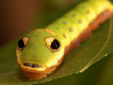 Caterpillar of the Spicebush Swallowtail Butterfly, Arlington, Massachusetts, USA
