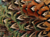 Close-Up of Pheasant Feathers, Medicine Rocks, Montana