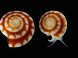 Two Snails, Derawan Island, Borneo, Indonesia
