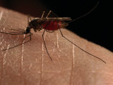 Close-Up of a Mosquito Drinking Blood, USA