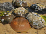 Six Horseshoe Crabs, Covered in Barnacles, Approach Female to Spawn