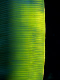 Ray of Sunshine Pierces the Darkness and Illuminate a Banana Leaf, Julatten, Queensland, Australia