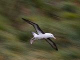 Black-Browed Albatross in Flight, West Point Island, Falkland Islands