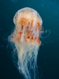 Lion's Mane Jellyfish Swimming, Vancouver Island, British Columbia, Canada