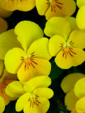 Close-Up of Pansies Flowers, Belmont, Massachusetts, USA