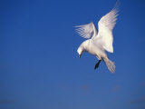 Ivory Gull in Flight in a Blue Sky, Ellesmere Island, Nunavut, Northwest Territories, Canada