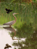 Great Blue Heron in a Pond Is Mobbed by a Male Red Winged Blackbird, Arlington, Massachusetts, USA