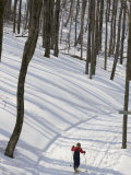 Buy Little Boy Country Skiing on a Trail Through Snowy Woods, Canaan Valley, West Virginia at AllPosters.com