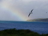 Wandering Albatross Have 11' Wingspans and Stay at Sea for Four Years
