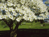 Buy Blossoming Dogwood Tree and Grazing Horses, Virginia at AllPosters.com