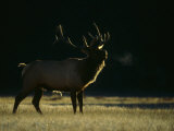 Buy Rutting Bull Elk Bugles, Yellowstone National Park, Wyoming at AllPosters.com