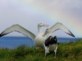 Wandering Albatross Courtship Display, Male Trying to Impress Female