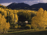 Farm Nestled Among Aspen Trees in Fall Colors and Mountains, Telluride, Colorado