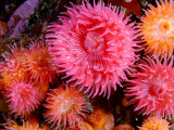 Proliferating Anemone, Epiactis Prolifera, Climbing Kelp Stalks