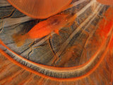 Shrimp Inside the Gut of an 8 Inch Giant Mussel