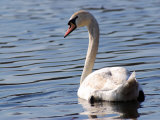 Buy Mute Swan Swimming, an Invasive Species in USA, Arlington, Massachusetts, USA at AllPosters.com