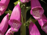 Close-Up of Foxglove Flowers, Quinault Rain Forest, Olympic Peninsula, Washington