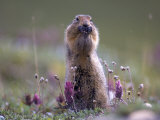 Arctic Ground Squirrel Watches for Danger as it Feeds on Seeds, Denali National Park, Alaska