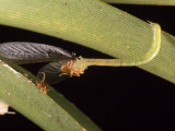 Eupithecia Orichloris Moth Caterpillar Eats a Captured Termite, Maui, Hawaiian Islands