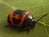 Milkweed Leaf BeetleChrysomelidae, Belmont, Massachusetts, USA