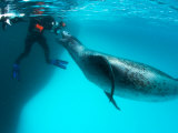 Goran Ehlme Encounters a Massive Female Leopard Seal, Antarctica