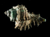 Muricid Snail from a Unique Salt-Water Lake on Maratua Island, Maratua Island, Borneo, Indonesia