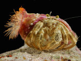 Anemone Hermit Crab, Crabs Place Anemones on the Shell for Protection