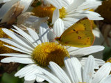 Alfalfa Butterfly Drinking Nectar from a Daisy, Belmont, Massachusetts, USA