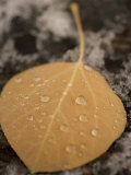 Buy Colored Aspen Leaf Lying in the Snow, Stanislaus National Forest Reserve, California at AllPosters.com