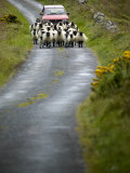 In Irish Shepherd Herds His Flock of Sheep, Clare Island, County Mayo, Ireland