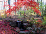 Japanese Maple Tree with Red Leaves in the Fall, Next to a Waterfall, New York