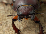 Close-Up of a Giant Stag Beetle Female, Belmont, Massachusetts, USA