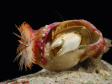 Anemone Hermit Crab, Crabs Place Anemones on the Shell for Protection