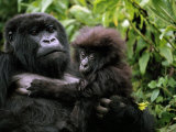 Female Mountain Gorilla and Her Child, Rwanda
