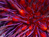 Close-Up of Red Sea Urchin, a Favorite Food of the Sea Otter