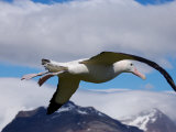 Wandering Albatross, Longest Wingspan in the World, in Flight, South Georgia Island, Antarctica