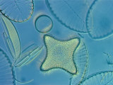 Close View of Diatoms, USA