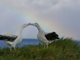 Wandering Albatross Courtship Display, Male Trying to Impress Female