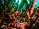 Proliferating Anemone, Epiactis Prolifera, Climbing Kelp Stalks