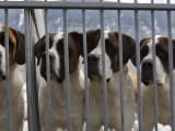 St. Bernards are a Tourist Attraction at a Foundation for their Care, Martigny, Switzerland